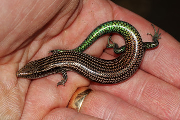 Gran Canaria Skink - Chalcides sexlineatus