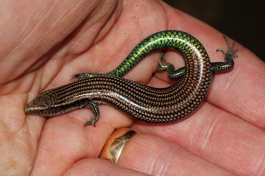Gran Canaria Skink - Chalcides sexlineatus