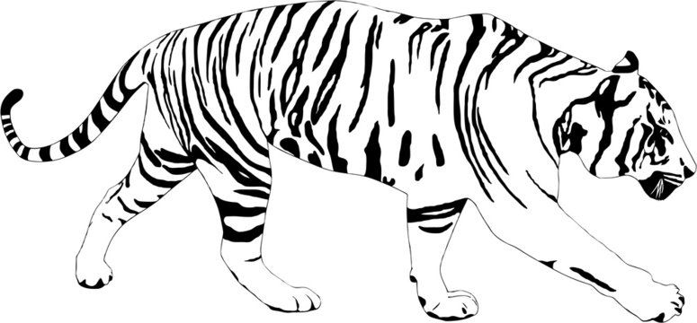Tiger illustration on white background