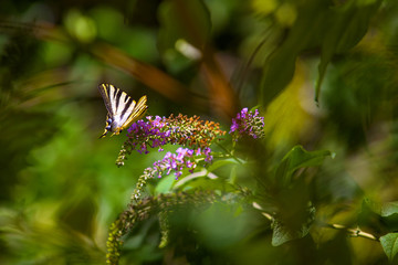 Butterfky in castle parc