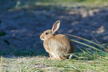 European hare (Lepus europaeus)