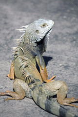 Green male iguana