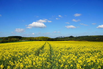 Obraz premium Wald und Rapsfeld