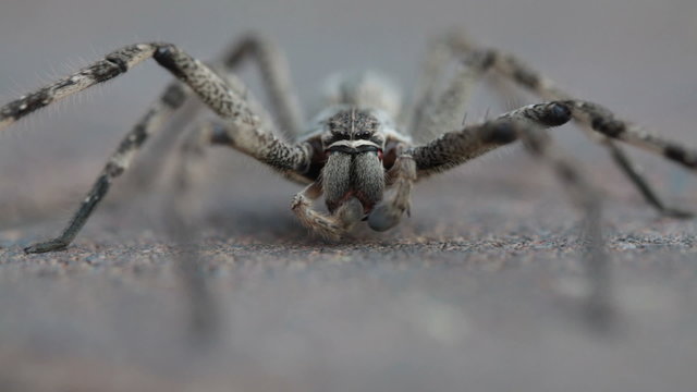 Common rain spider grooming itself on brick pavement