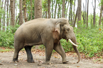 Obraz premium A musth tusker walking