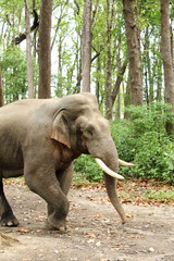 A musth tusker in the Dhikala forest