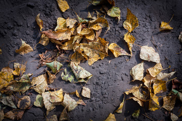 autumn leafage