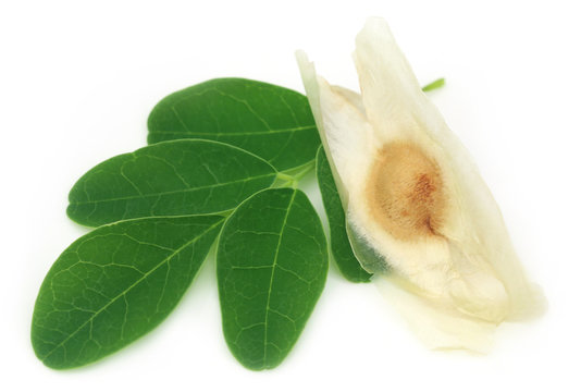 Moringa Leaves With Seed