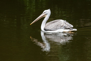 Dalmatian Pelican fishing in the water