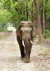 Closeup of tusker on the mud road
