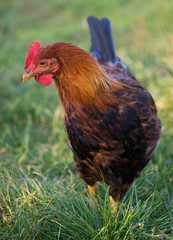 egg-laying hen in the yard, bio farming