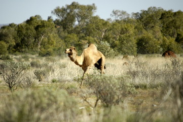 Naklejka premium Kamele in der Wüste in Westaustralien