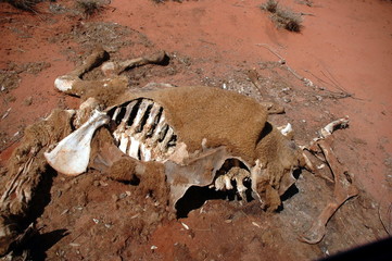 Kamele in der Wüste in Westaustralien