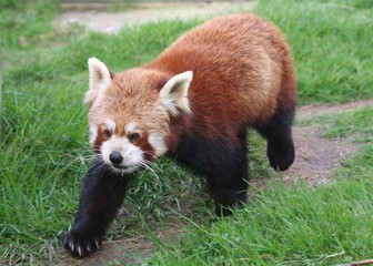 Red Panda