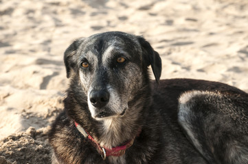 Adult female mongrel dog on sand beach background