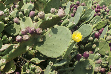 Yellow flower of green bloomy cactus closeup