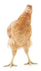 Fototapeta premium brown hen