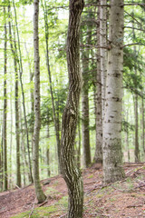 Obraz premium Different tree trunk in the forest