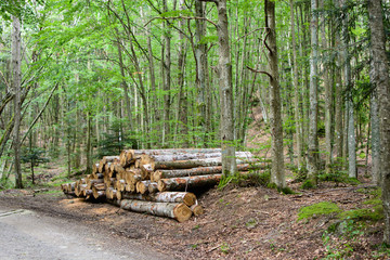 Log stack in the forest