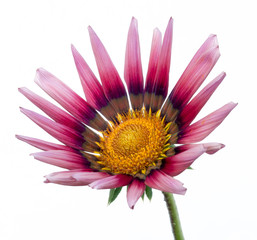 pink-yellow gazania flower on white isolated background