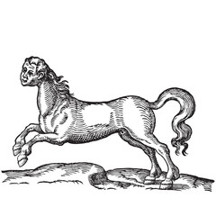Horse with human head
