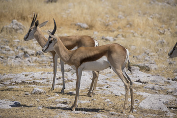 Springbok