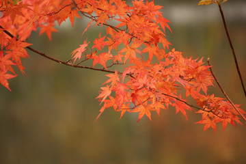 Fototapeta na wymiar 秋の紅葉で感じる四季 Autumn Leaves
