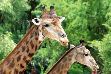 Papier peint photo autocollant rond Girafe girafe
