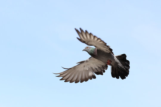 flying pigeon