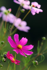 Fototapeta premium コスモス