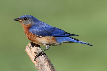 Male Eastern Bluebird