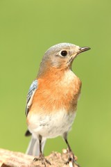 Female Eastern Bluebird