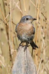 Eastern Bluebird