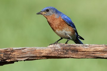 Male Eastern Bluebird