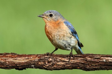 Female Eastern Bluebird