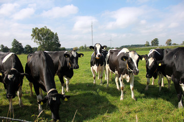 Fototapeta na wymiar Many cows on grassfield