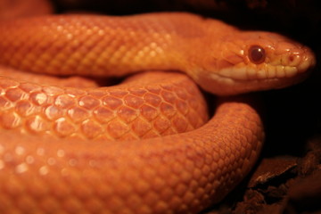 Grass Snake is molting - Ringelnatter