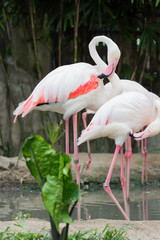 Greater Flamingo (Phoenicopterus roseus)