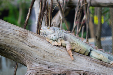 Male Green Iguana (Iguana iguana), standing on tree branch