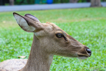 Female Eld's deer