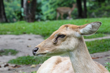Female Eld's deer
