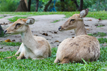 Female Eld's deer