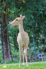 Female Eld's deer