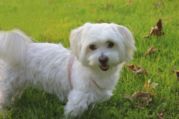 Malteser - Maltese - West Higland Terrier half-breed