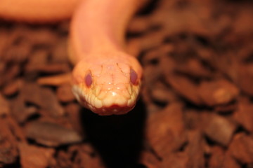 Grass Snake is molting - Ringelnatter