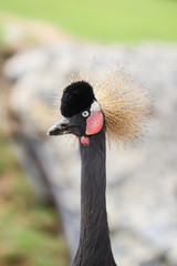 Beautiful crowned crane with blue eye and red wattle