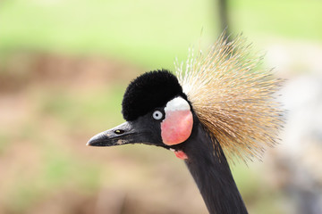 Beautiful crowned crane with blue eye and red wattle