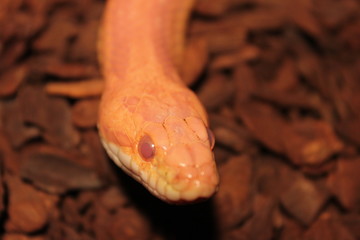 Fototapeta premium Grass Snake is molting - Ringelnatter