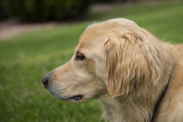 Side view of a young Golden Retreiver
