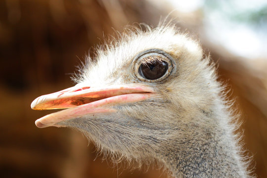 Close up on a ostrich's head